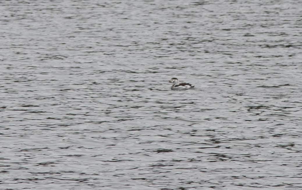 Long-tailed Duck - ML517694461