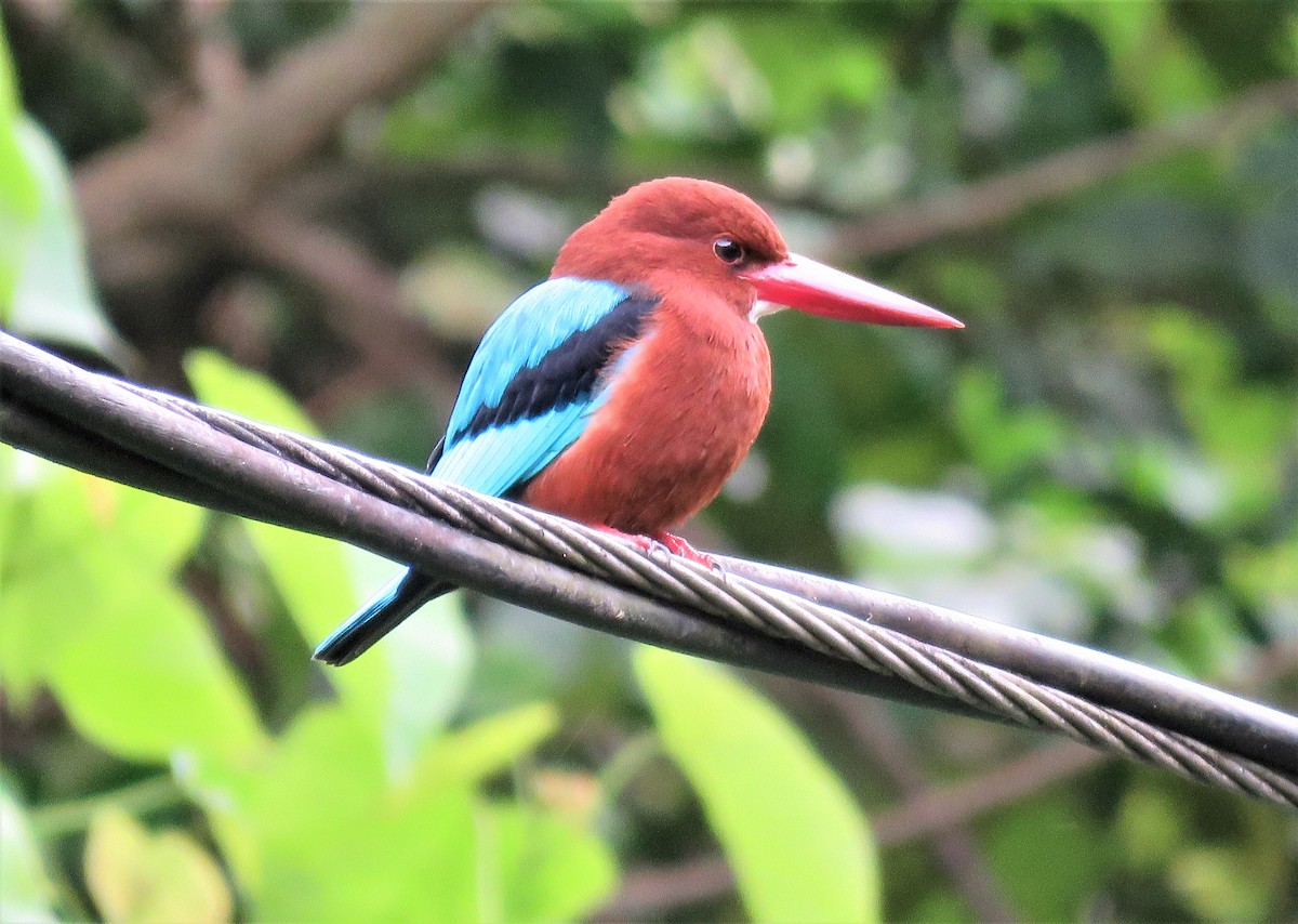 Brown-breasted Kingfisher - ML517695131