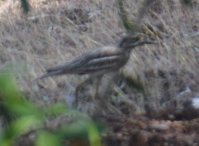 Indian Thick-knee - ML517704441