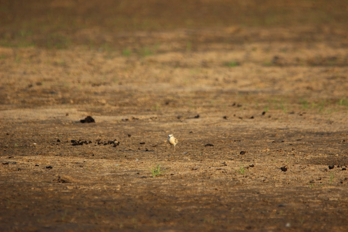 White-fronted Plover - ML517706471