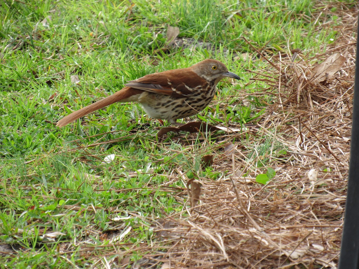 Brown Thrasher - Anne Armstrong