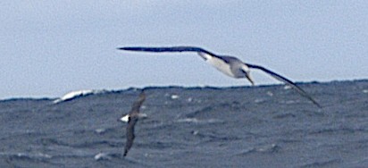 Salvin's Albatross - ML517707251