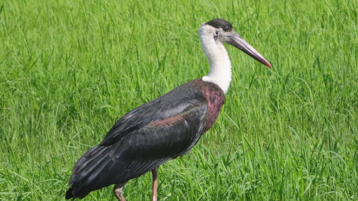 Asian Woolly-necked Stork - ML517708471