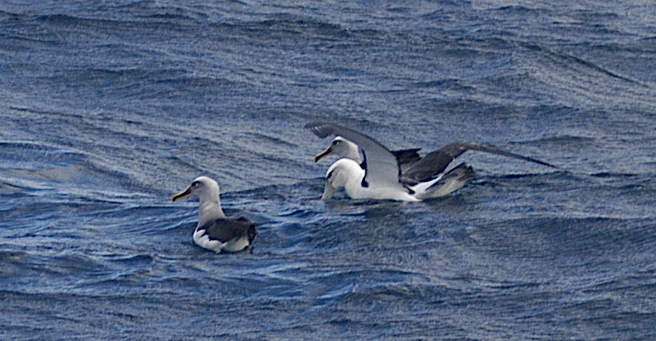 White-capped Albatross - Chris Herbert