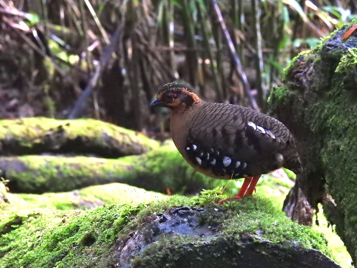 eBird Checklist - 29 Dec 2022 - Crocker Range NP--Gunung Alab ...