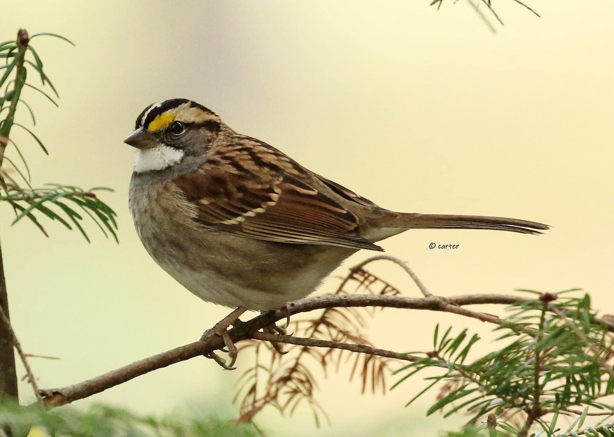 White-throated Sparrow - ML517720861