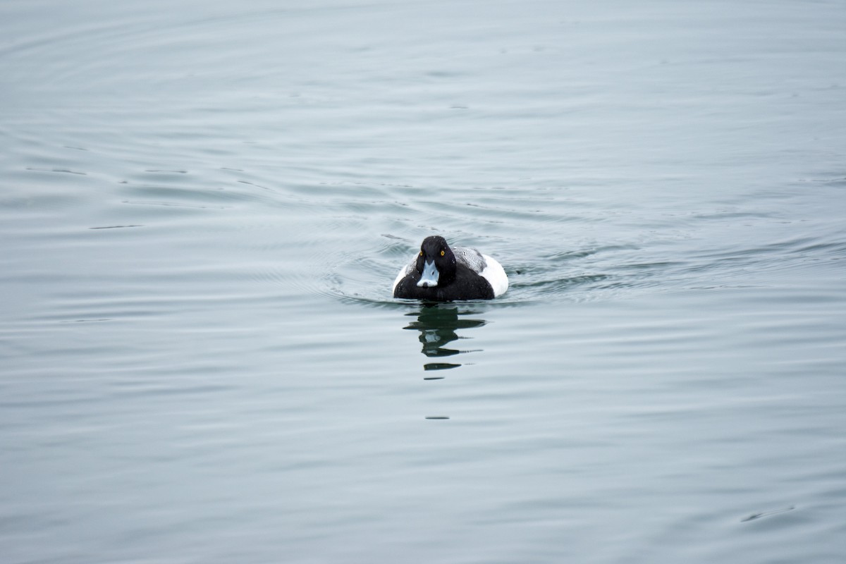 Greater Scaup - ML51772511