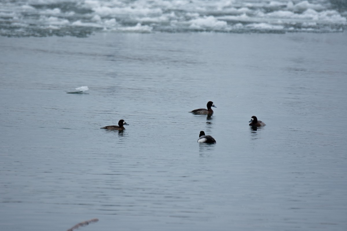 Greater Scaup - ML51772521