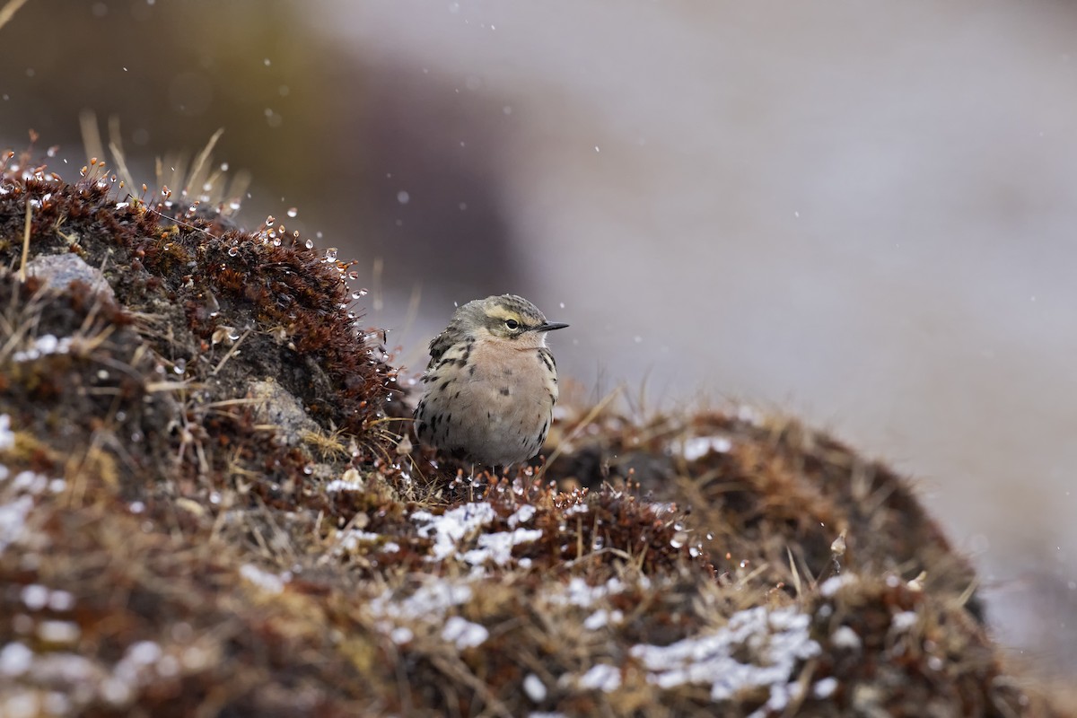 Rosy Pipit - ML517727491