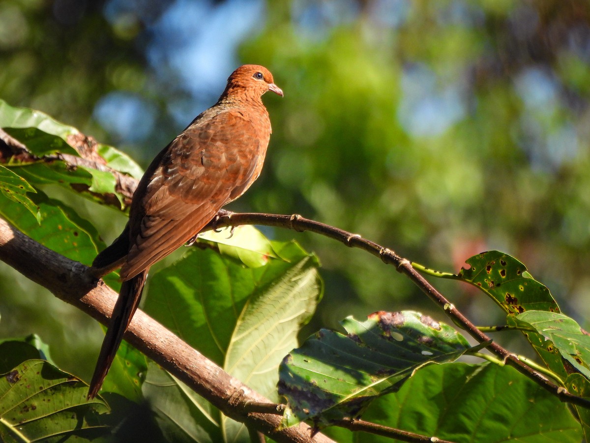 Andaman Cuckoo-Dove - ML517728121