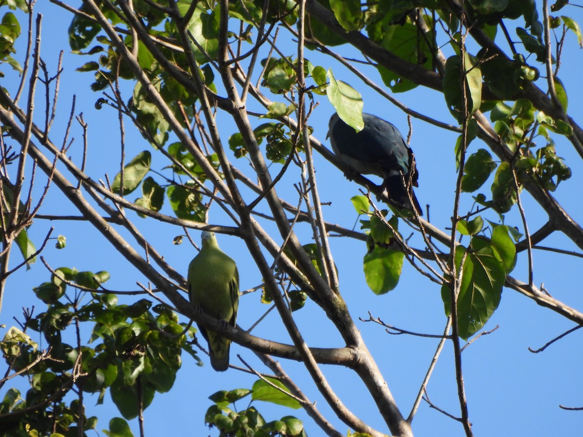 Андаманский зеленый голубь - ML517728151