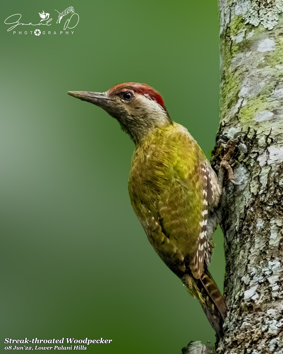 Streak-throated Woodpecker - ML517733241