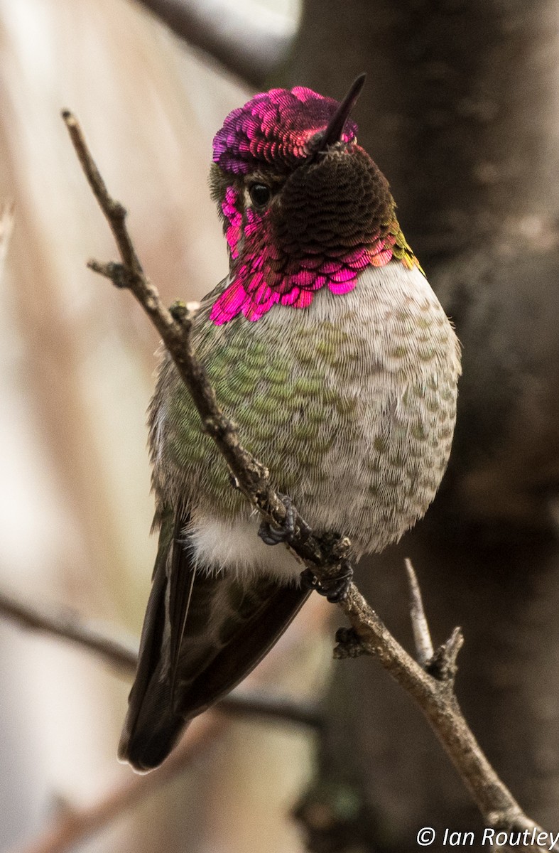 Anna's Hummingbird - ML51774141