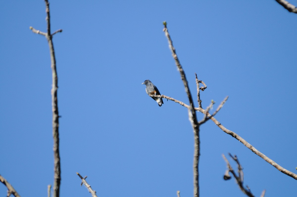 Swallow-winged Puffbird - ML517743391