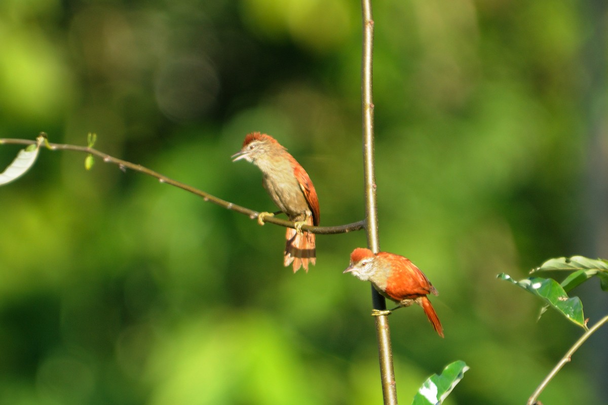 Rusty-backed Spinetail - ML517743421