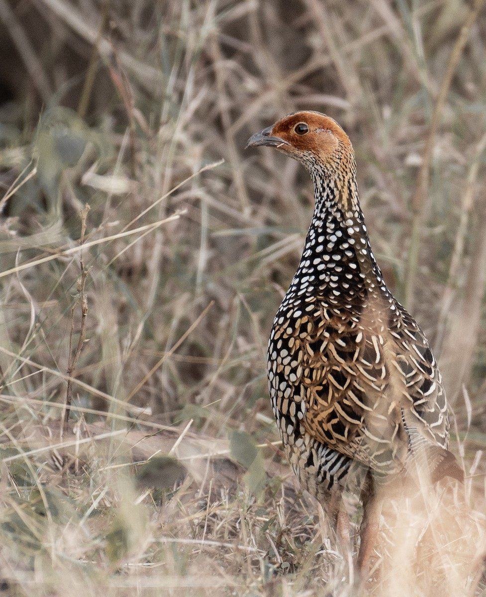Painted Francolin - ML517745341