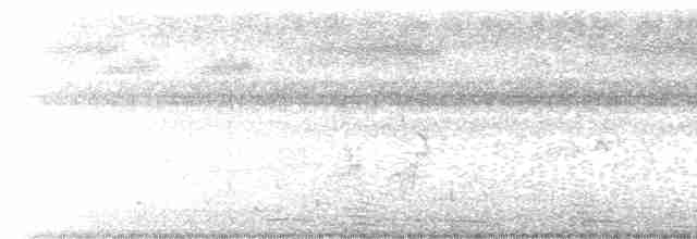Black-browed Reed Warbler - ML517748071