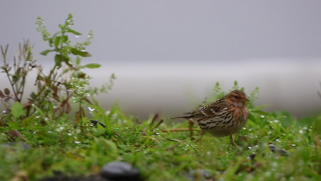 Red-throated Pipit - ML517751101
