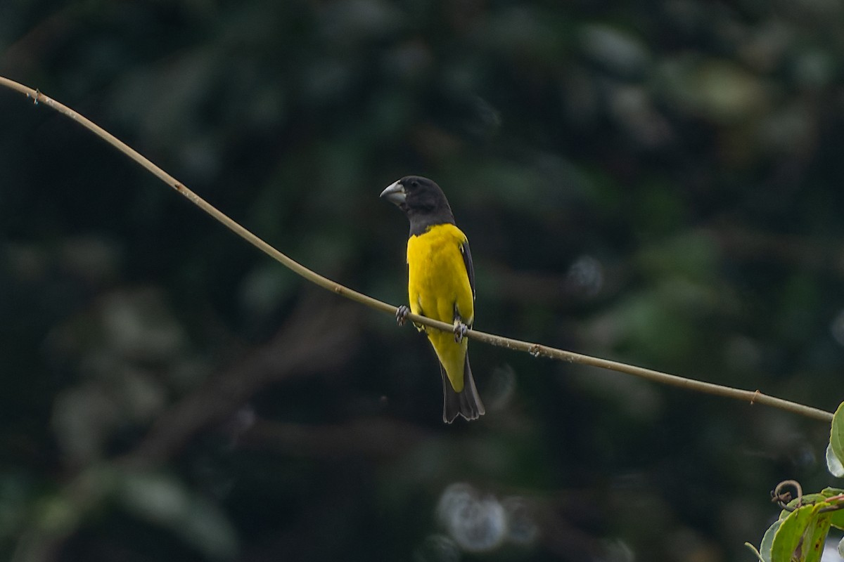 Spot-winged Grosbeak - Andaman Kaosung