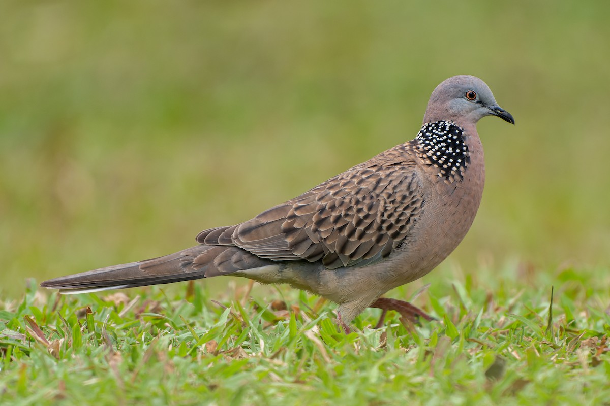 Spotted Dove - ML517751911