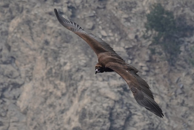 Nonbreeding habitat; North-West Frontier, Pakistan.&nbsp; - Cinereous Vulture - 