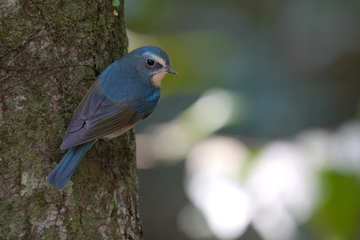 Red-flanked Bluetail - ML517752831