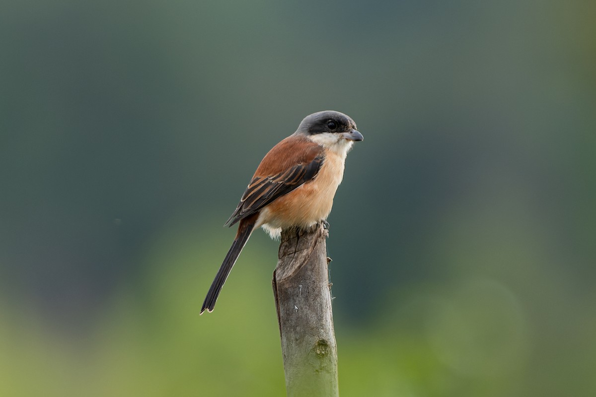 Burmese Shrike - Andaman Kaosung