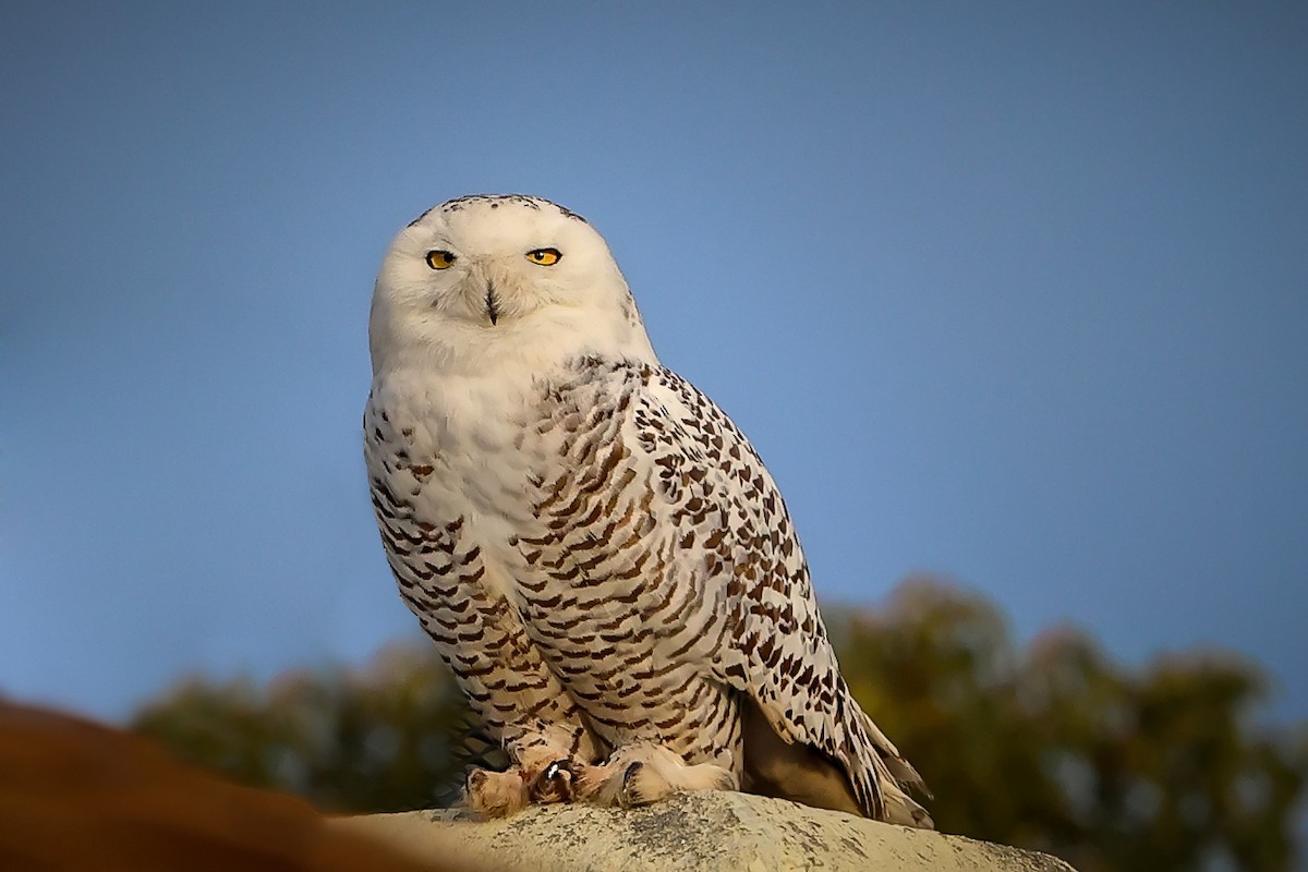 Snowy Owl - ML517754441