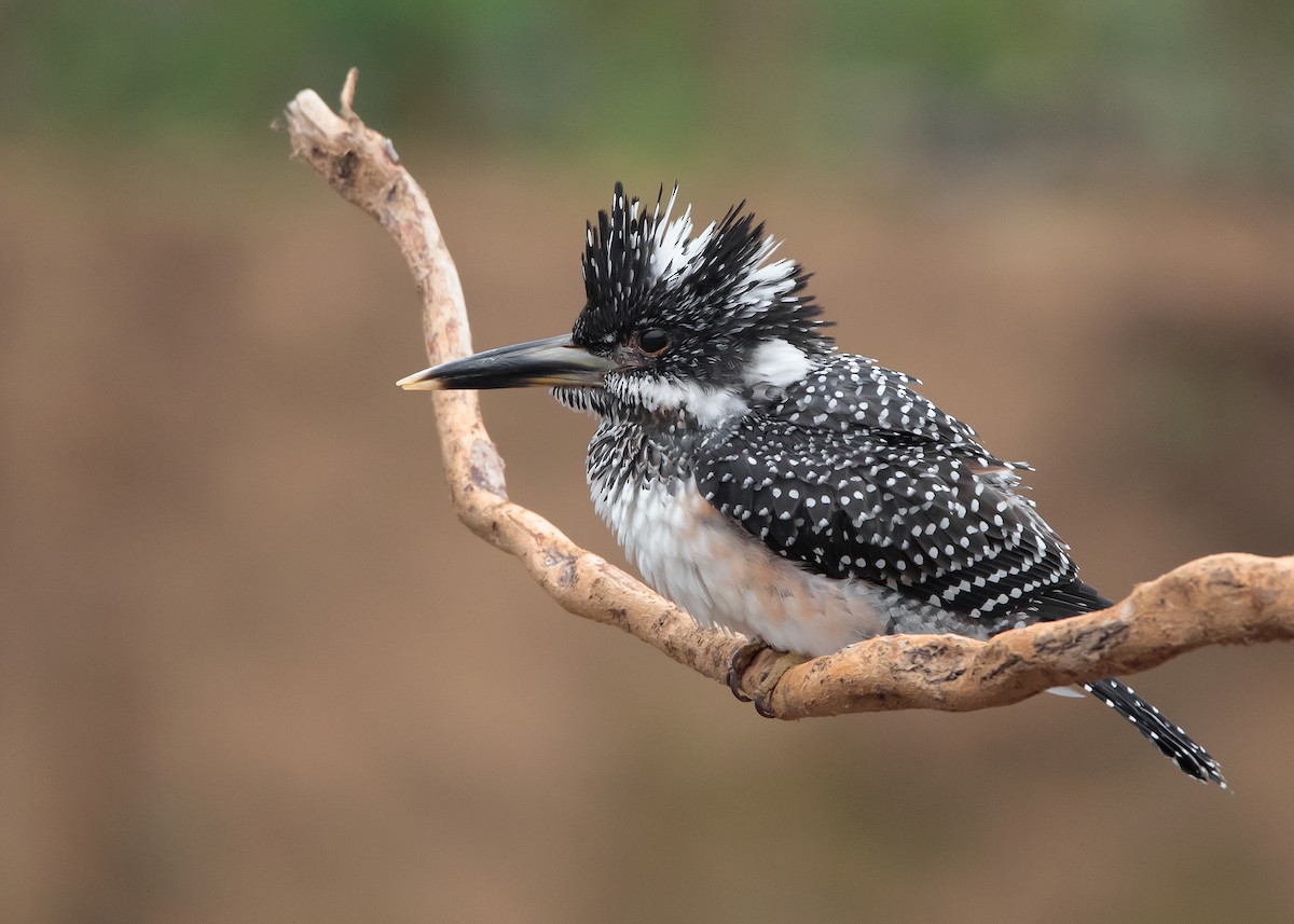 Crested Kingfisher - ML517758301