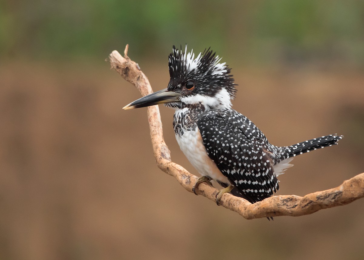 Crested Kingfisher - ML517758381