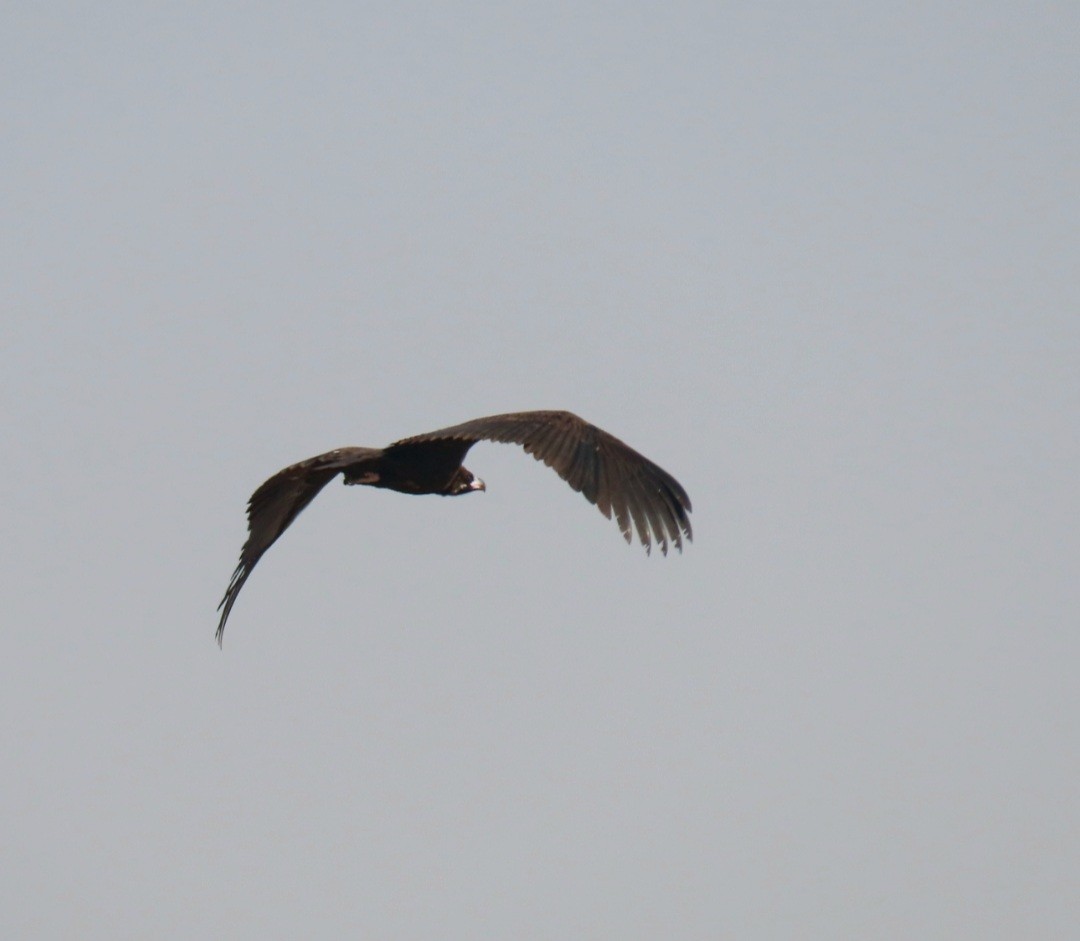 Cinereous Vulture - ML517759031