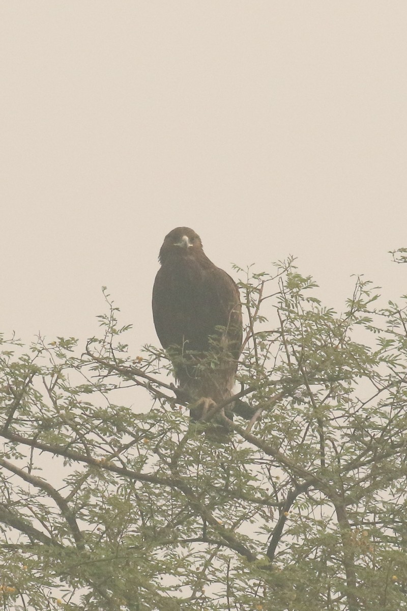 Greater Spotted Eagle - ML517768841