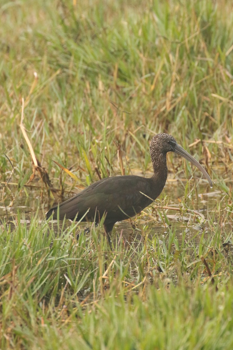 ibis hnědý - ML517769201