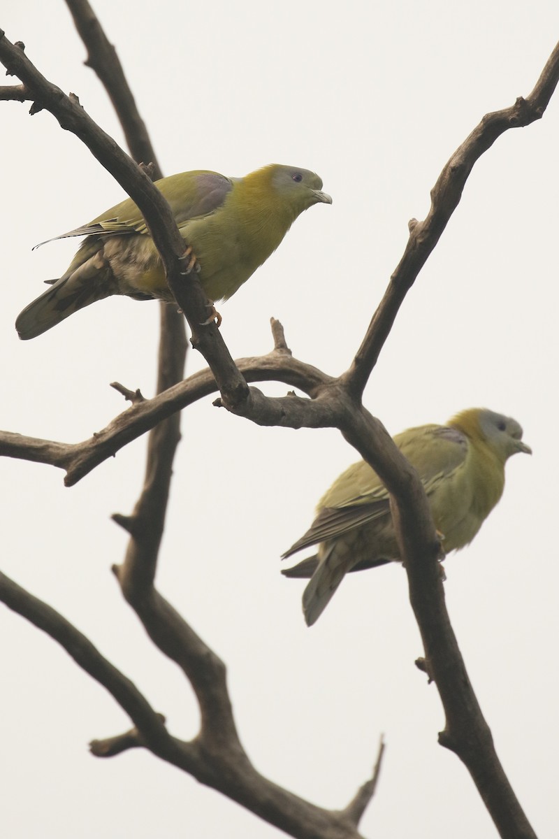 Yellow-footed Green-Pigeon - Frank Thierfelder