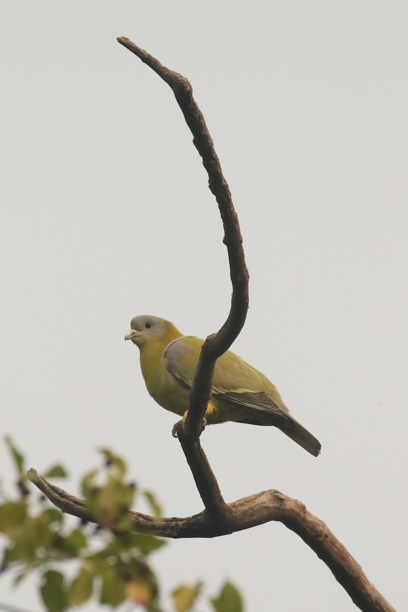 Yellow-footed Green-Pigeon - ML517769531