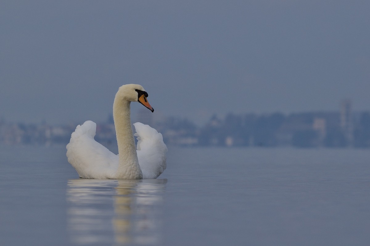 Mute Swan - Dimitrios Loukas