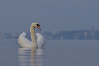 Mute Swan, ML517771001