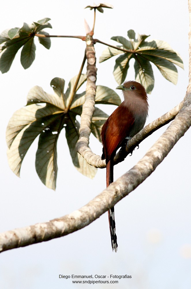 Squirrel Cuckoo - Diego Oscar / Sandpiper Birding & Tours