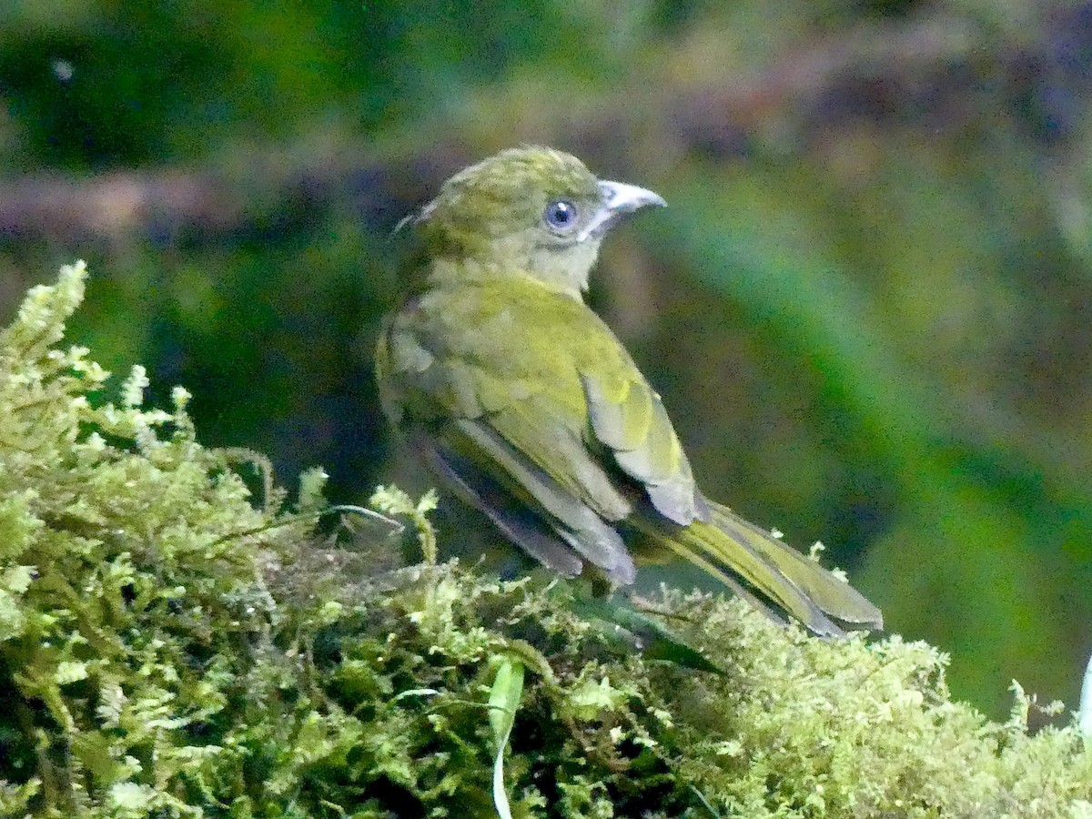 Ochre-breasted Tanager - ML517783661