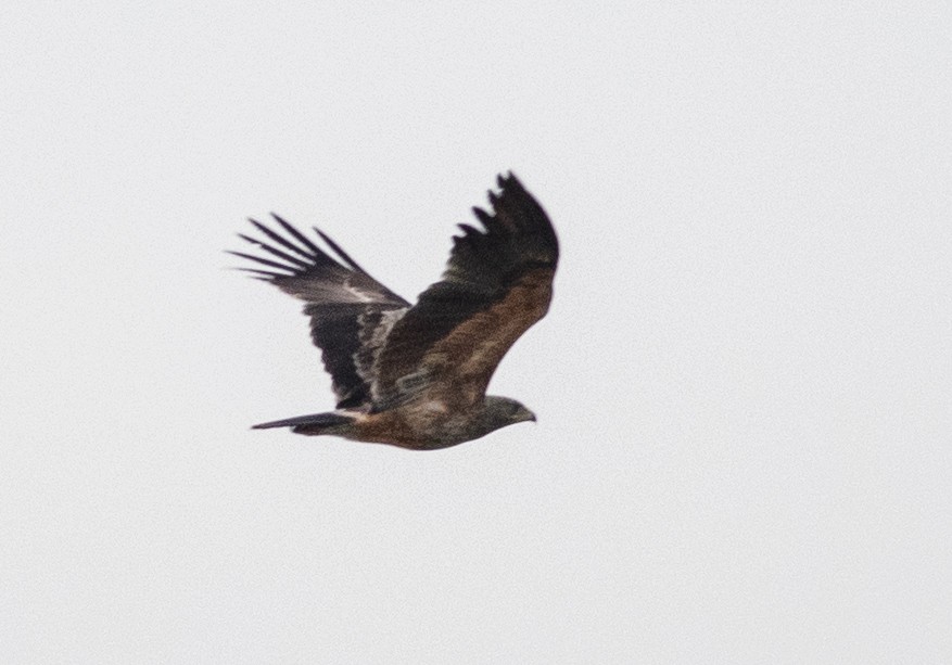 Indian Spotted Eagle - ML517783791