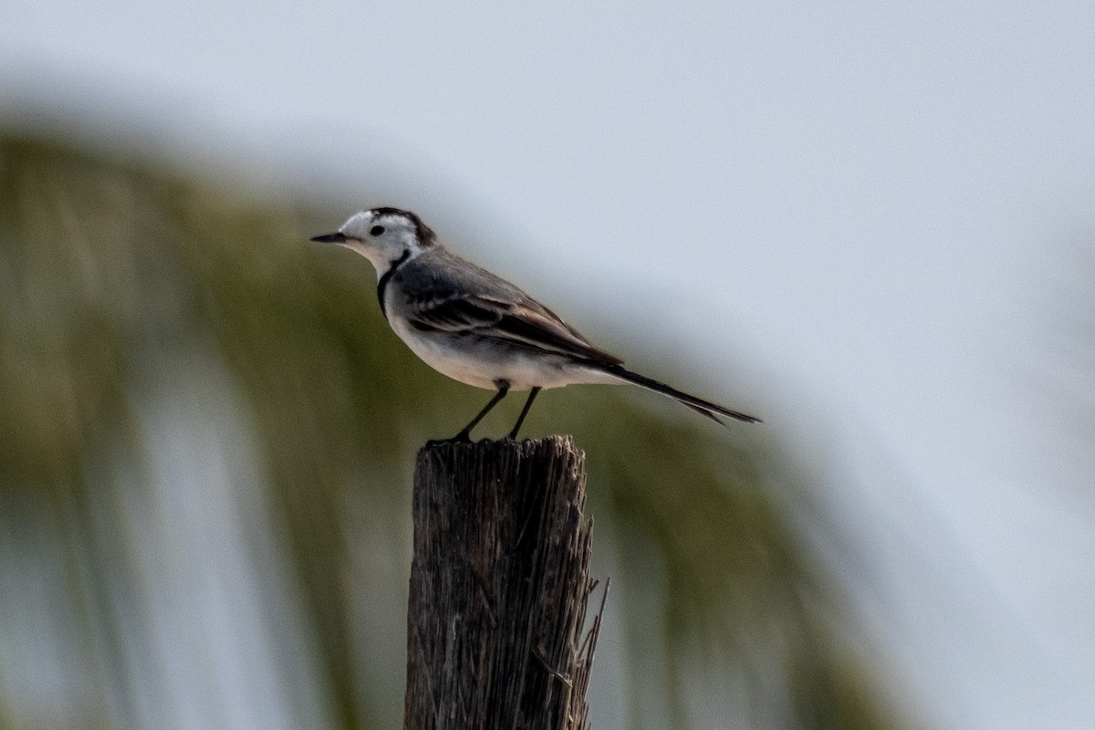 White Wagtail (White-faced) - ML517785311