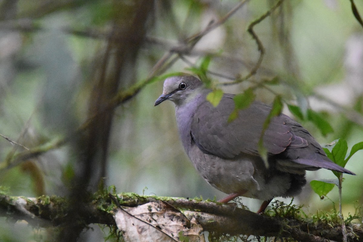 Gray-chested Dove - ML517787031