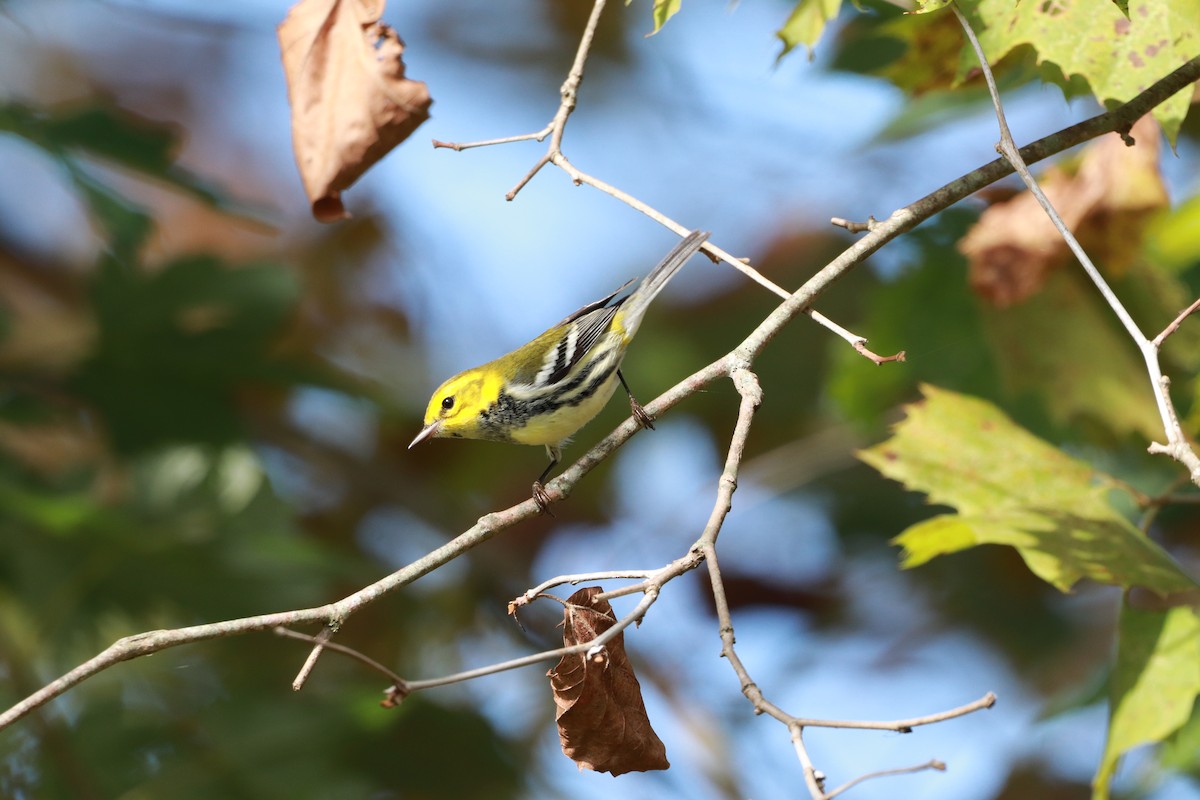 Black-throated Green Warbler - ML517788711