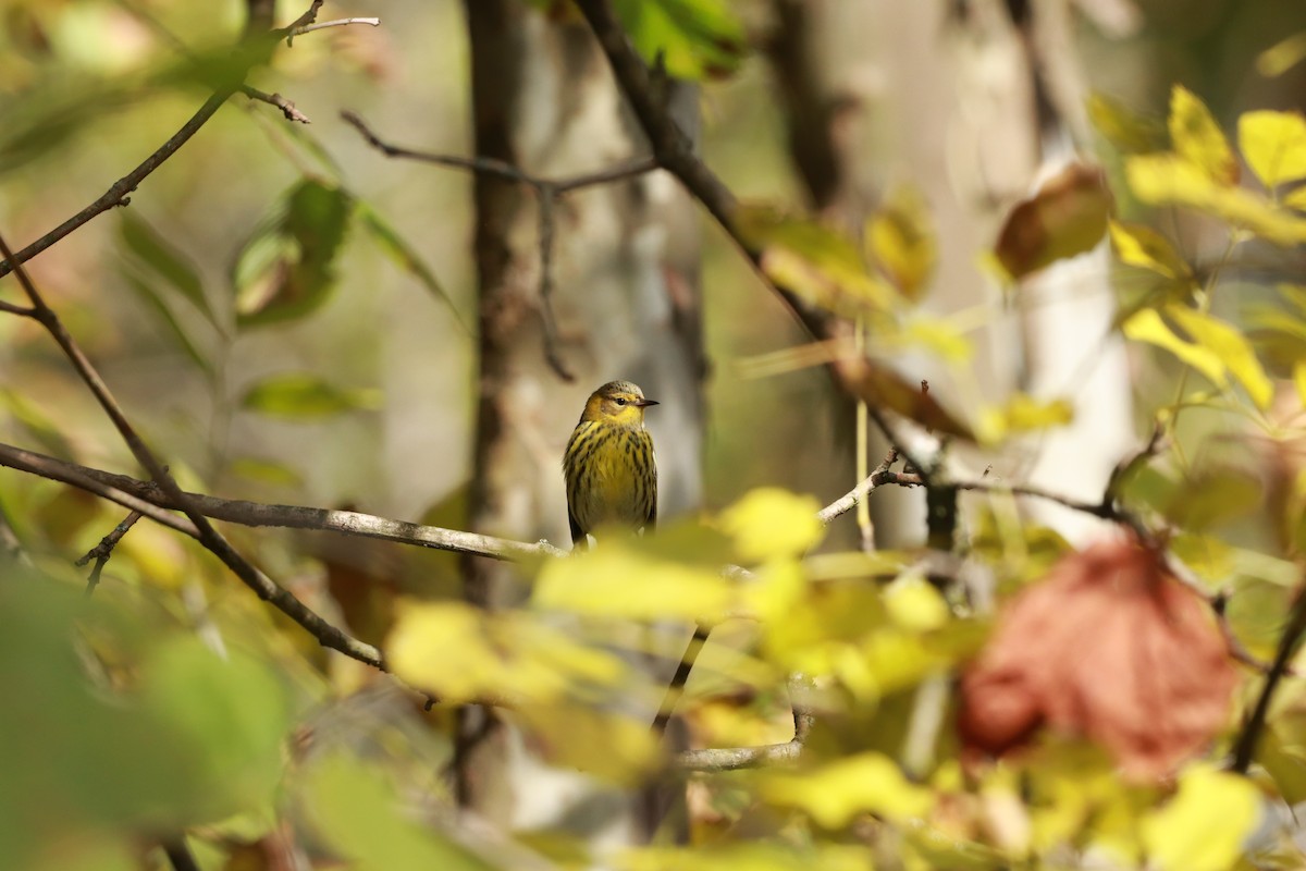 Cape May Warbler - ML517788811