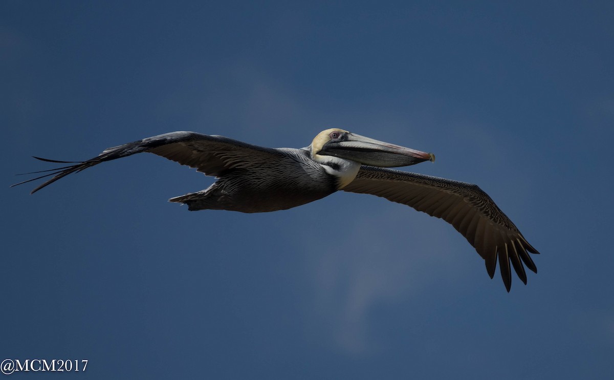 Brown Pelican - Mary Catherine Miguez