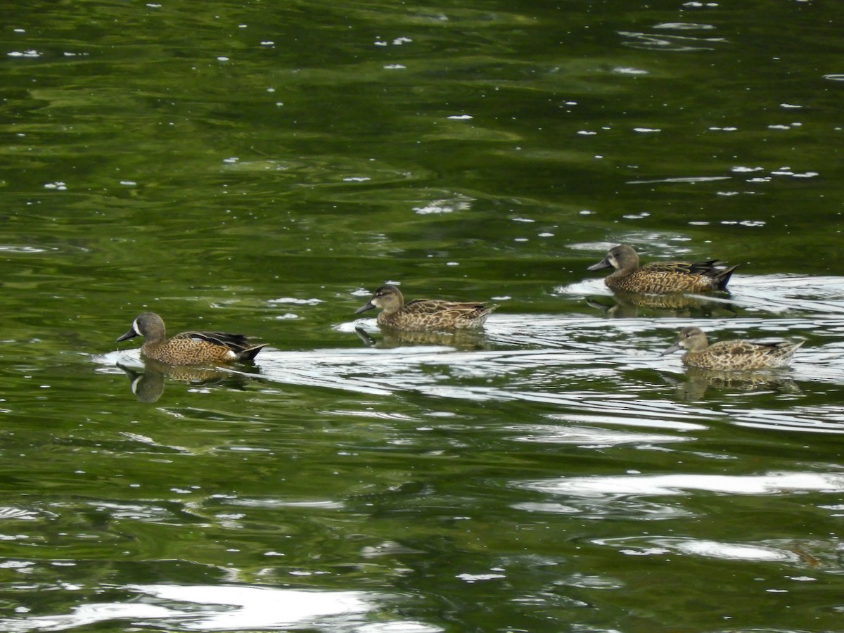 Blue-winged Teal - ML517789391