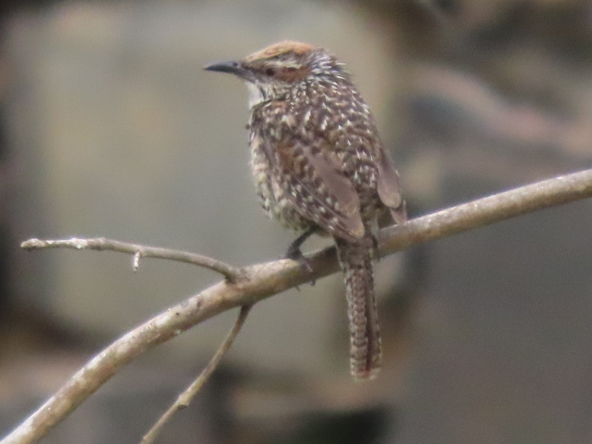 Spotted Wren - Francisco Emilio Roldan Velasco Tuxtla Birding Club - Chiapas