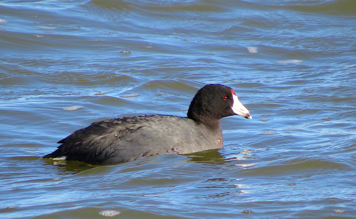American Coot (Red-shielded) - Ted Floyd