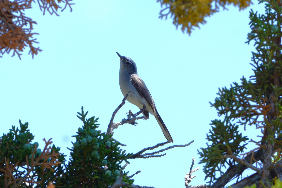 Blue-gray Gnatcatcher (obscura Group) - ML517810591