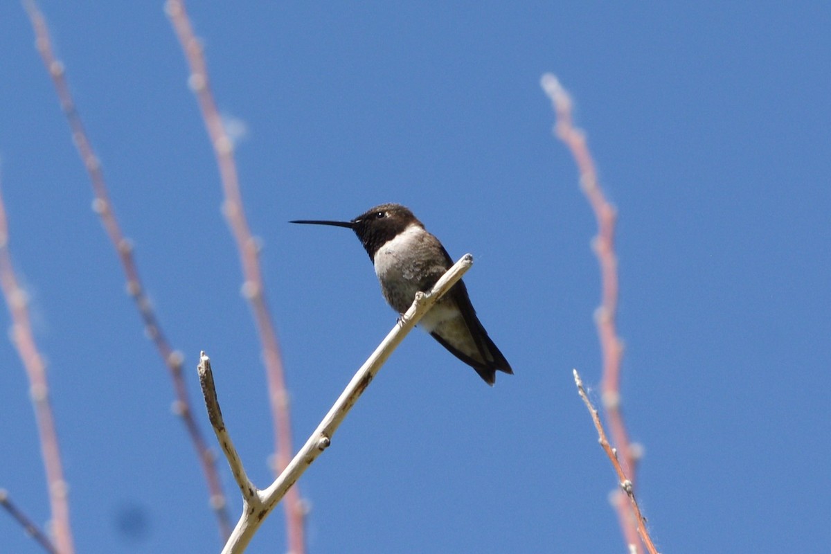 Black-chinned Hummingbird - ML517811281